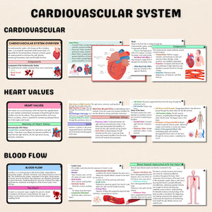 Cardiovascular System Flashcards