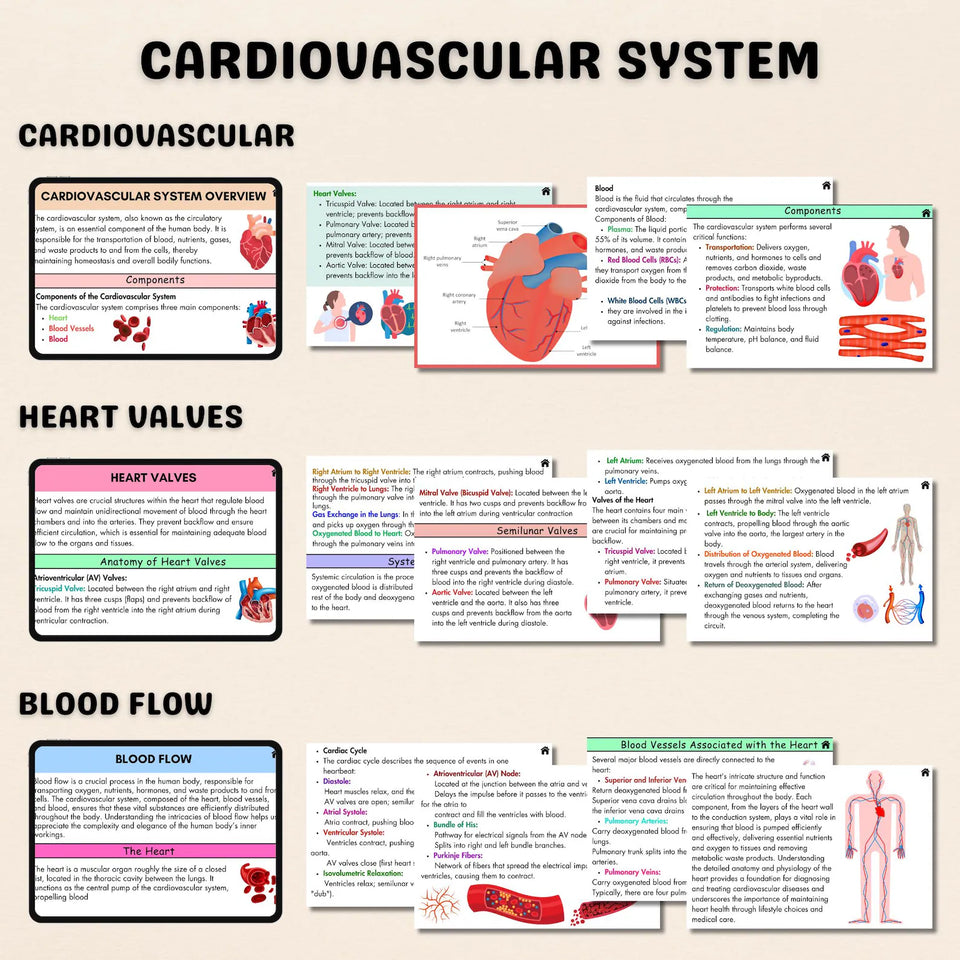 Cardiovascular System Flashcards