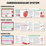 Cardiovascular System Flashcards