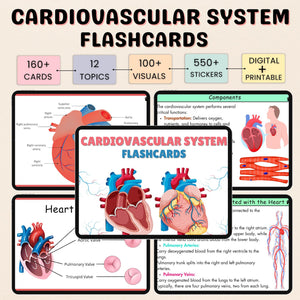 Cardiovascular System Flashcards